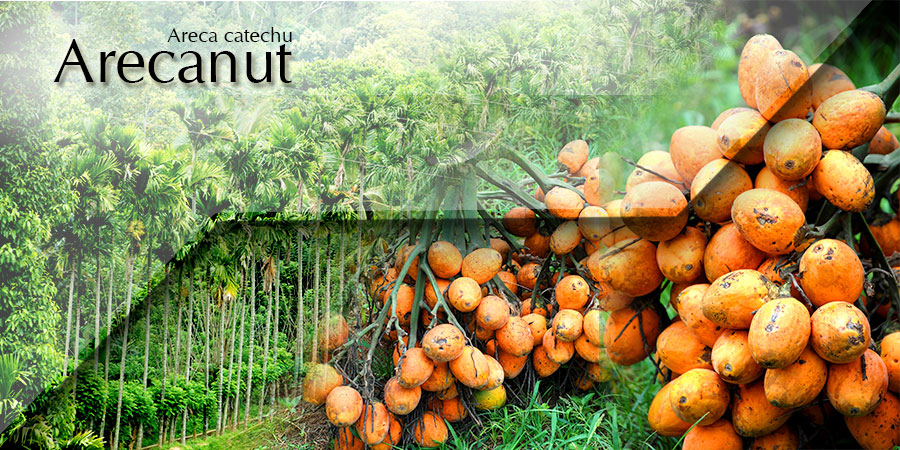 Banner-Arecanut