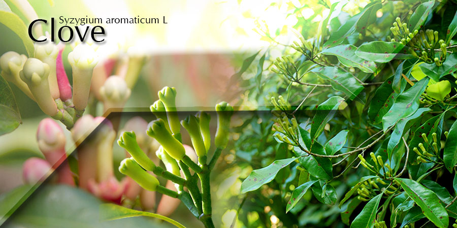 Banner-Clove