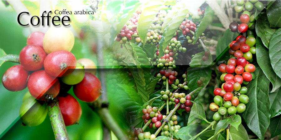 Banner-Coffee