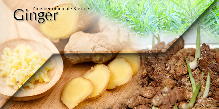 Banner-Ginger